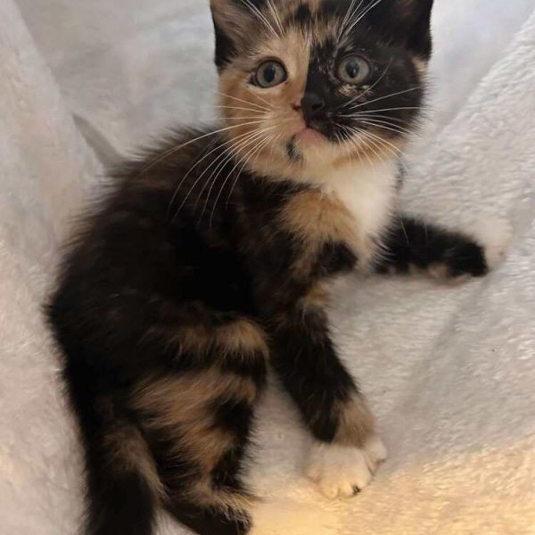 adopt Willow