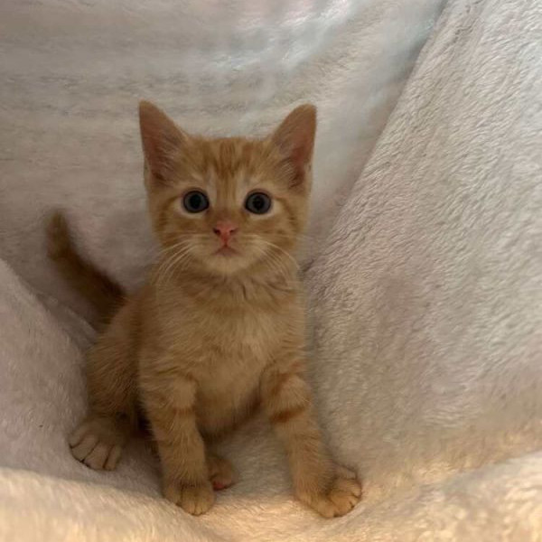 adopt Tara