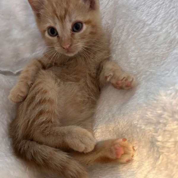 adopt Dawnie