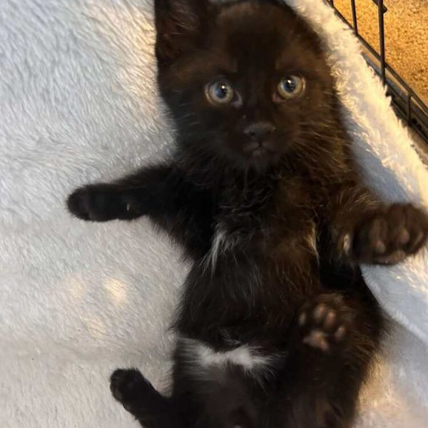 adopt Xander