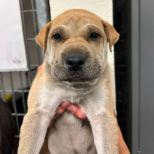 adopt Szechuan