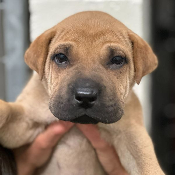 adopt Wonton