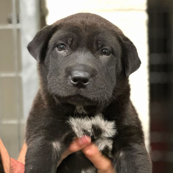 adopt Bao