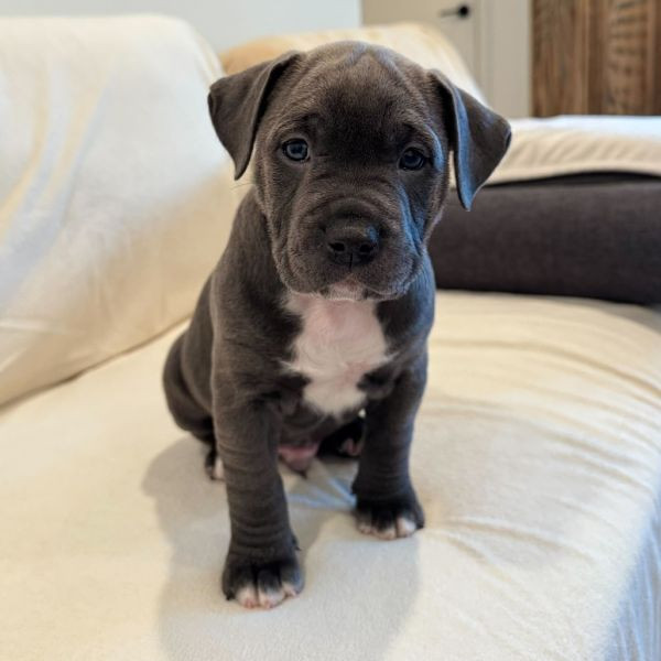 adopt Pryor
