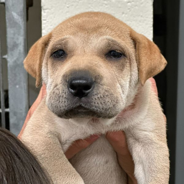 adopt Dumpling