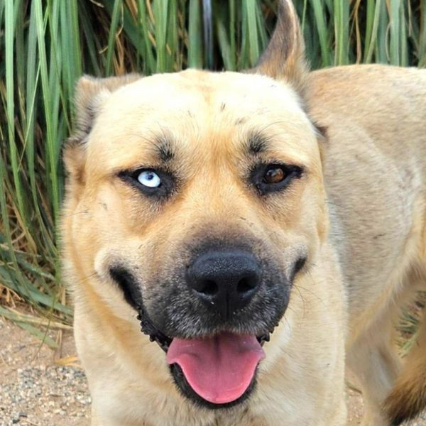 adopt Kai - Foster or Adopt Me!