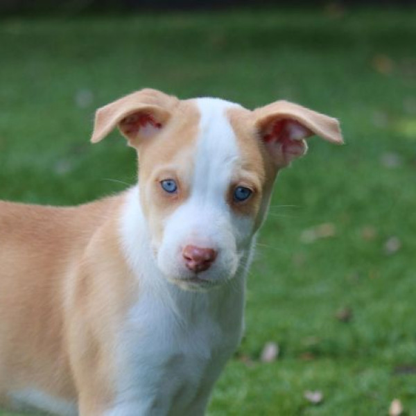 adopt Whisper - *Courtesy Listing*