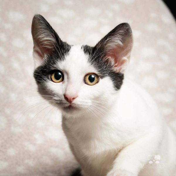 adopt Aspen