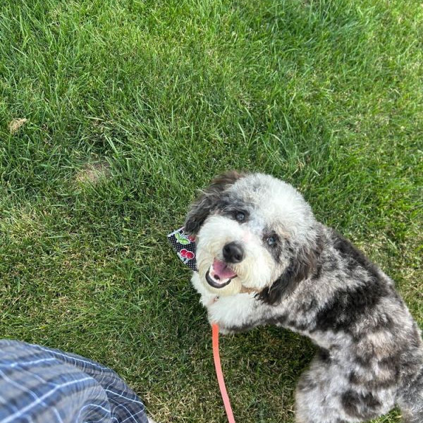 adopt Wynsley Hope Willow