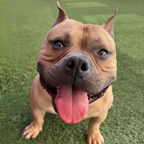 adopt Johnny Cash