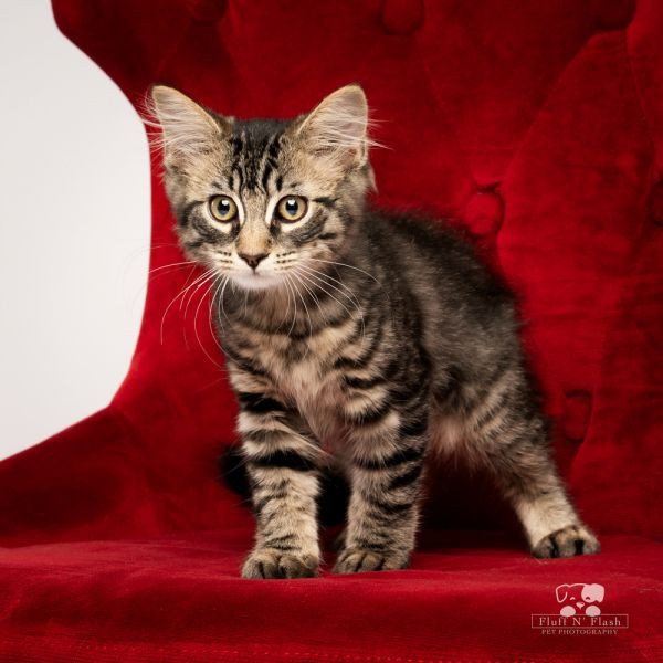 adopt Mimi