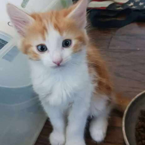 adopt Goose