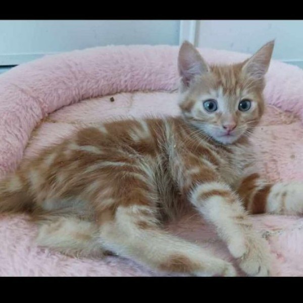adopt Apricot