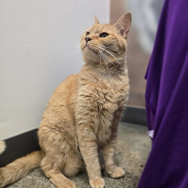 adopt Ella