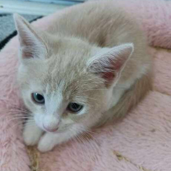 adopt Peach