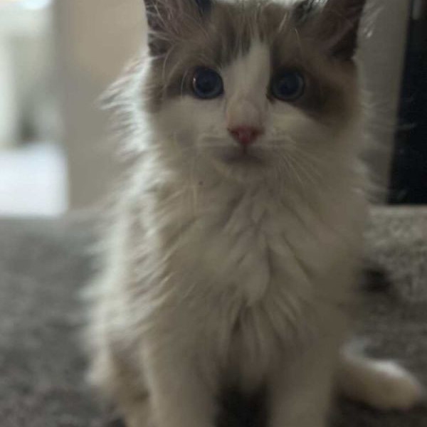 adopt Georgia