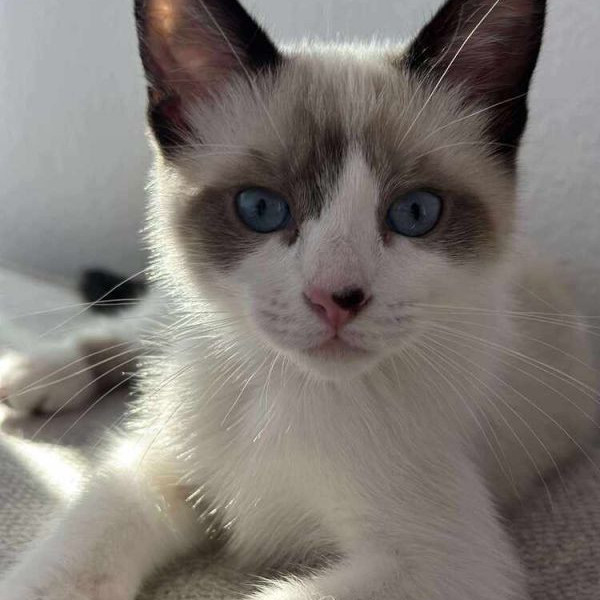 adopt Ginny