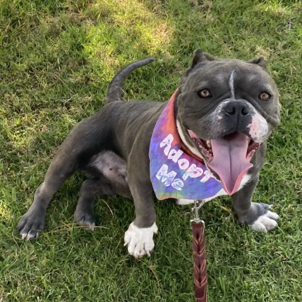 adopt Frogger