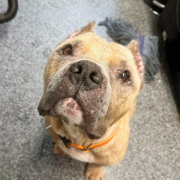 adopt Ruby
