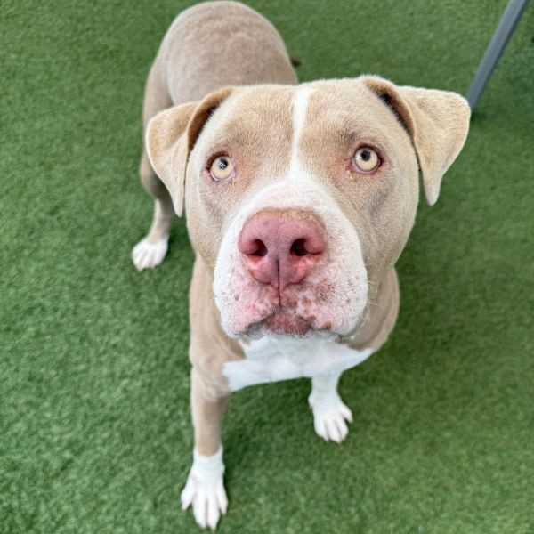 adopt Isla