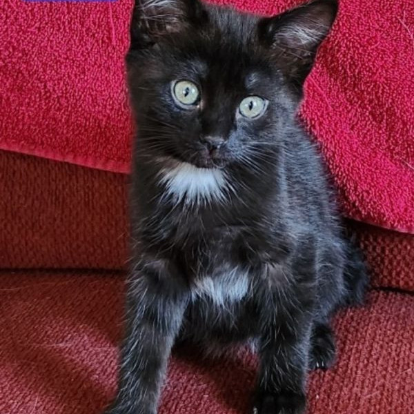 adopt Suki