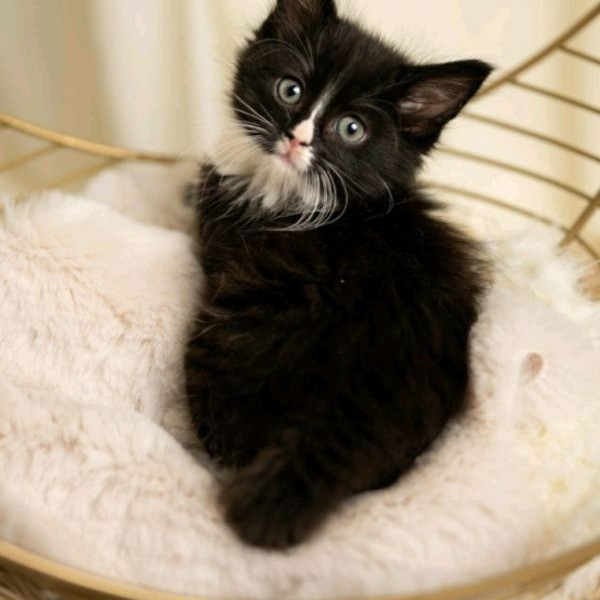 adopt Glitch