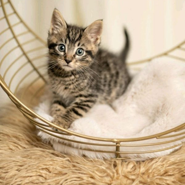 adopt Beans