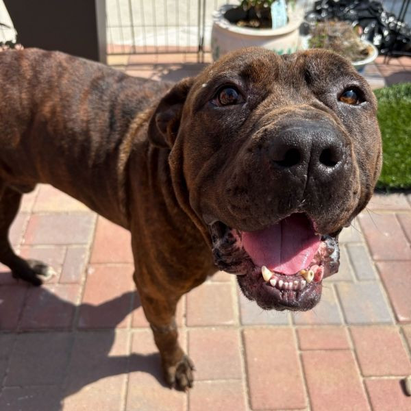 adopt King Macaroni