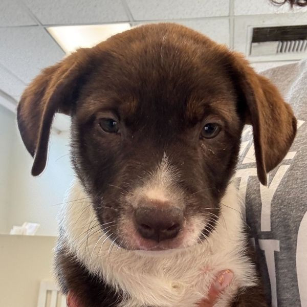adopt Hubba Bubba