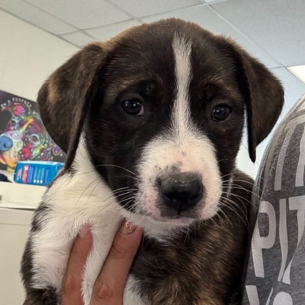 adopt Bubblicious