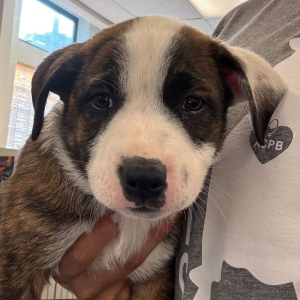 adopt Big Red