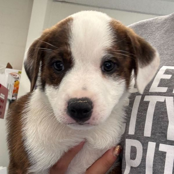 adopt Bazooka