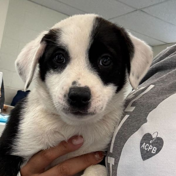 adopt Chiclet