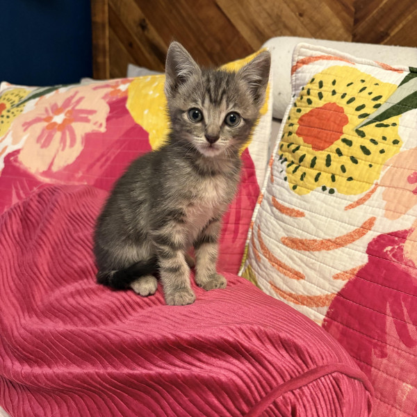 adopt Gavin