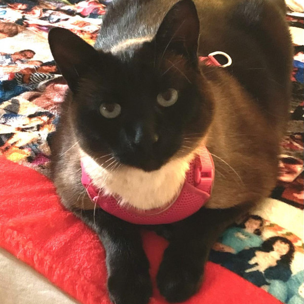 adopt Boba