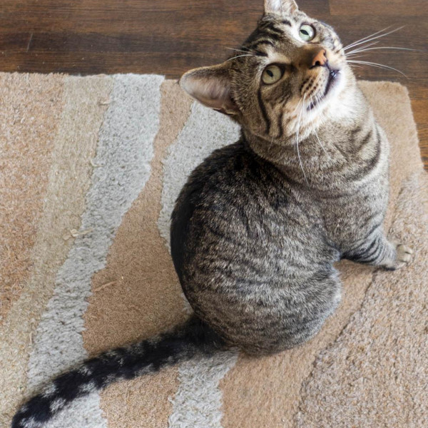 adopt Jisoo
