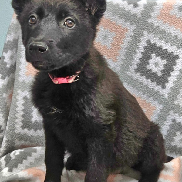 adopt Pepper - Foster or Adopt Me!