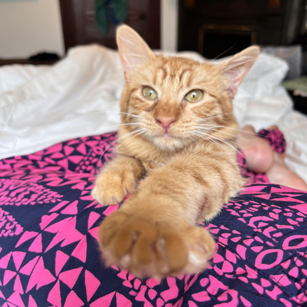 adopt Mookie