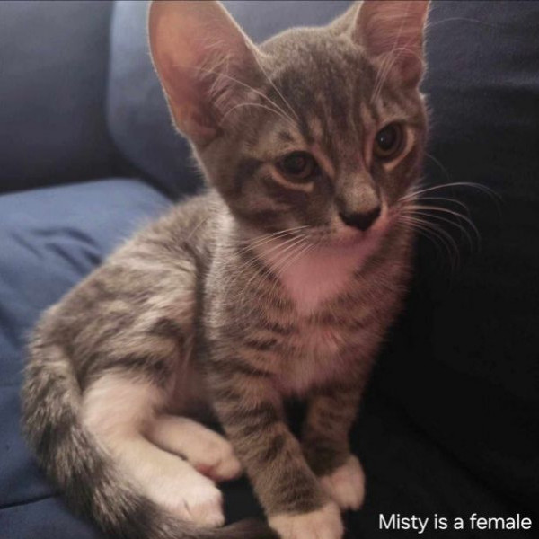 adopt Misty