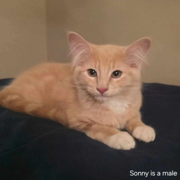 adopt Sonny