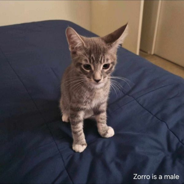 adopt Zorro
