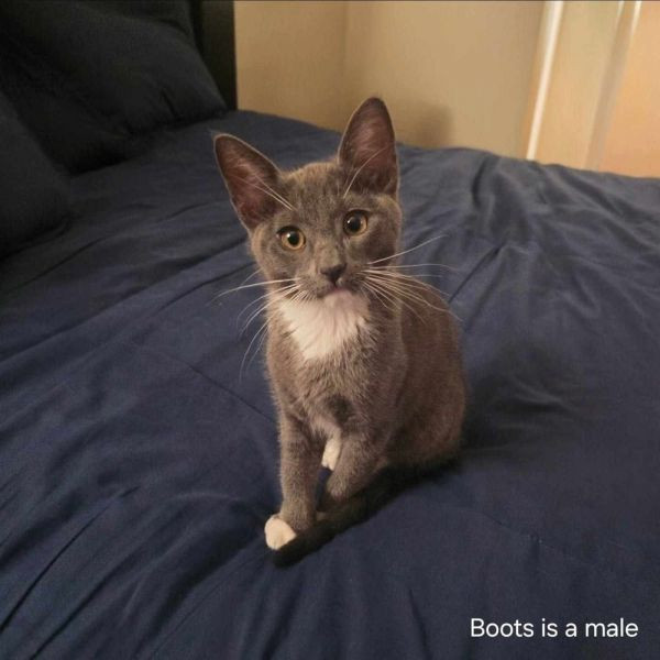 adopt Mister Boots