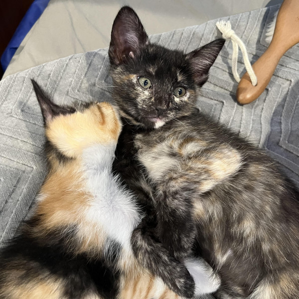 adopt Ramona