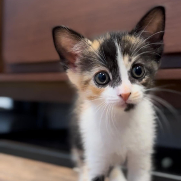 adopt Beezus
