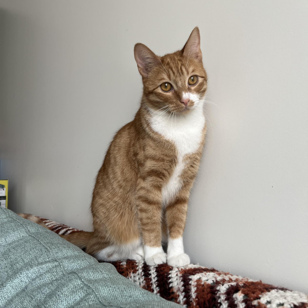 adopt Harry