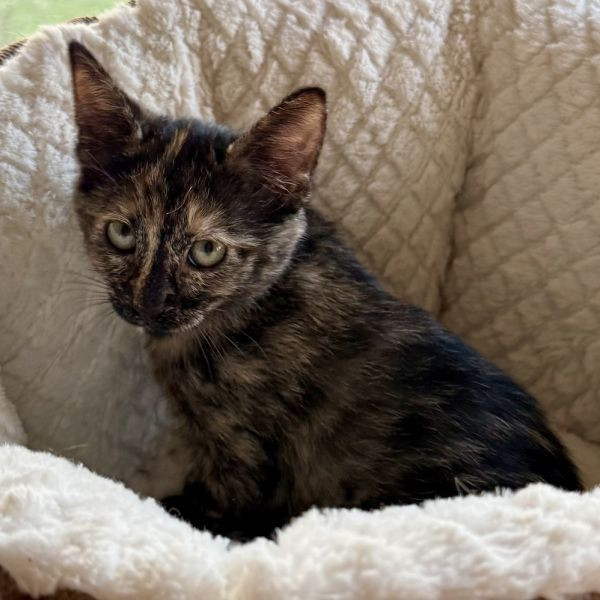 adopt Pippi