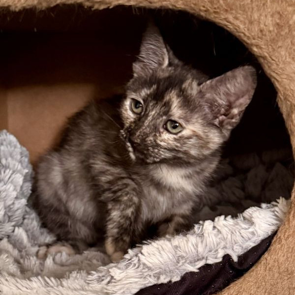 adopt Penny