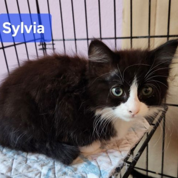 adopt Sylvia