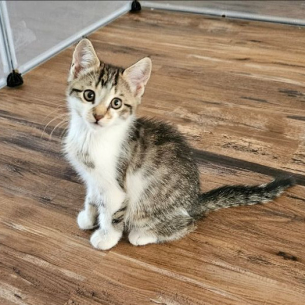 adopt Fleur
