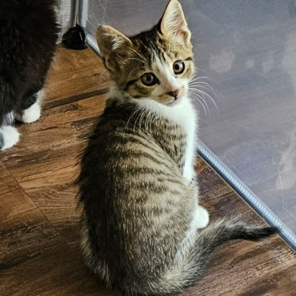 adopt Jellybean